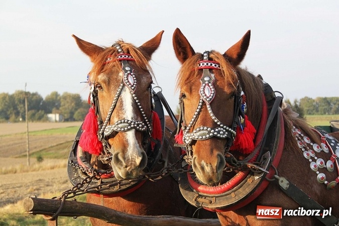Zdjęcie w galerii na portalu naszraciborz.pl: Piknik św. Huberta w gminie Kornowac wiadomości z regionu