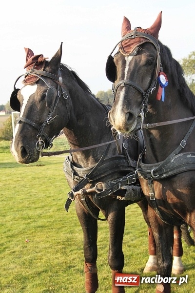 Zdjęcie w galerii na portalu naszraciborz.pl: Piknik św. Huberta w gminie Kornowac wiadomości z regionu