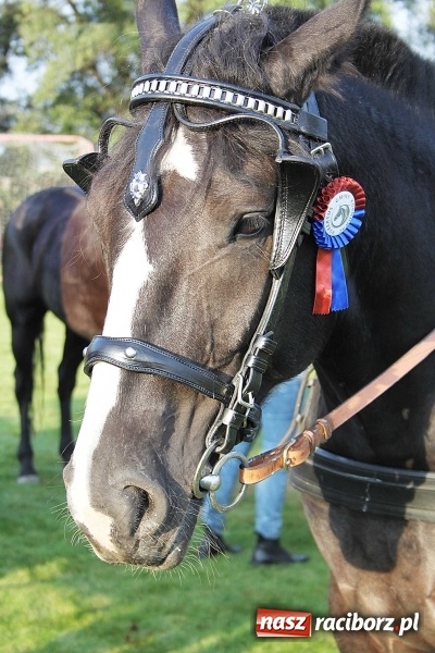 Zdjęcie w galerii na portalu naszraciborz.pl: Piknik św. Huberta w gminie Kornowac wiadomości z regionu