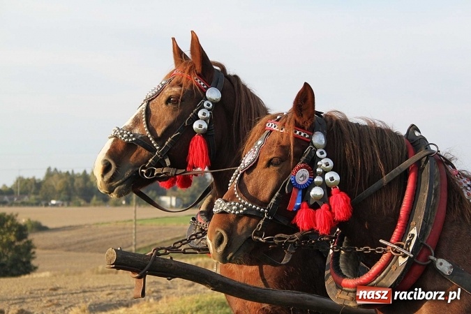 Zdjęcie w galerii na portalu naszraciborz.pl: Piknik św. Huberta w gminie Kornowac wiadomości z regionu