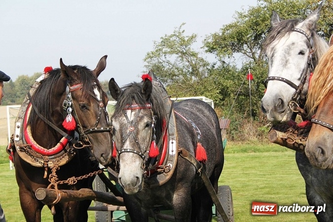 Zdjęcie w galerii na portalu naszraciborz.pl: Piknik św. Huberta w gminie Kornowac wiadomości z regionu