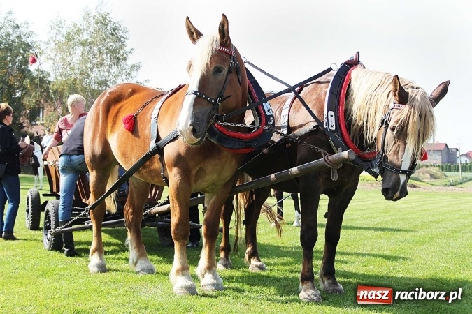 Zdjęcie w galerii na portalu naszraciborz.pl: Piknik św. Huberta w gminie Kornowac wiadomości z regionu