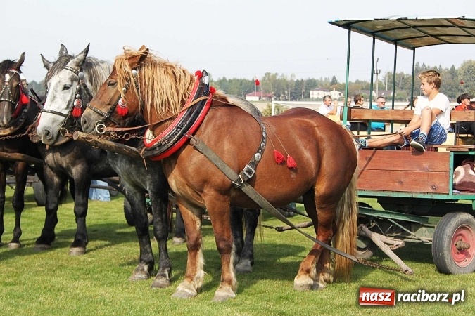 Zdjęcie w galerii na portalu naszraciborz.pl: Piknik św. Huberta w gminie Kornowac wiadomości z regionu
