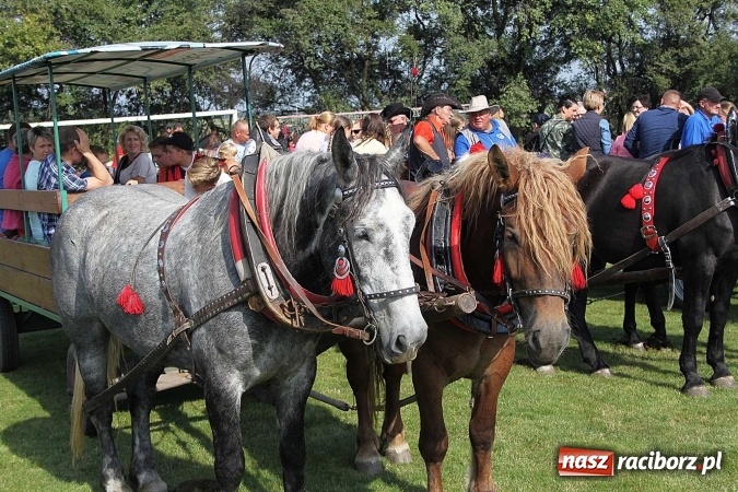 Zdjęcie w galerii na portalu naszraciborz.pl: Piknik św. Huberta w gminie Kornowac wiadomości z regionu