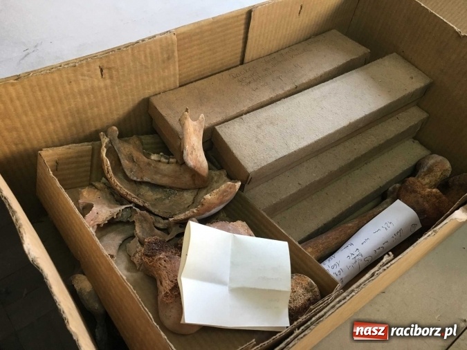 Zdjęcie w galerii na portalu naszraciborz.pl: Czesi pobiorą próbki do analiz DNA z domniemanych szczątków ostatniego raciborskiego Przemyślidy wiadomości z regionu