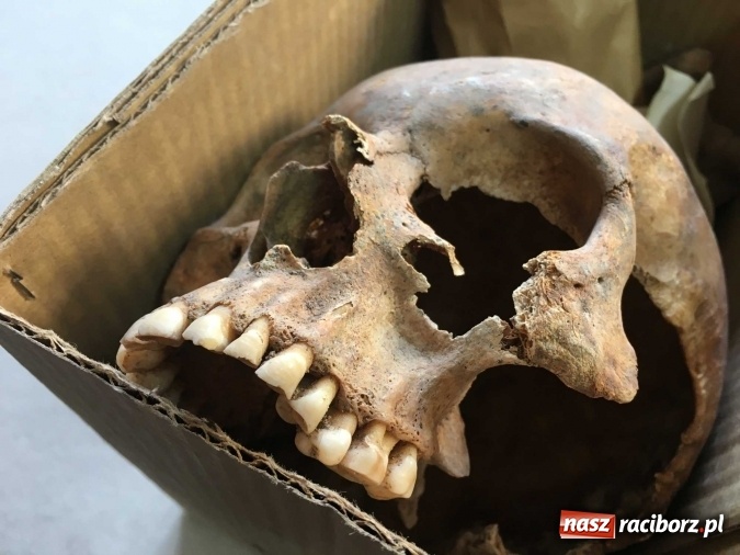 Zdjęcie w galerii na portalu naszraciborz.pl: Czesi pobiorą próbki do analiz DNA z domniemanych szczątków ostatniego raciborskiego Przemyślidy wiadomości z regionu