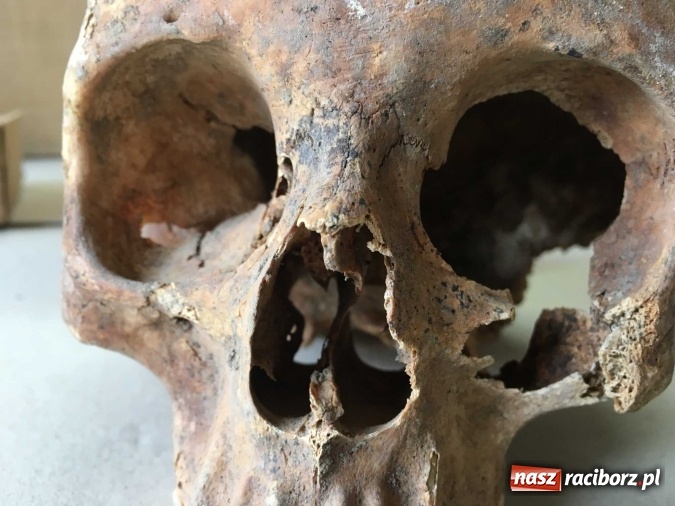 Zdjęcie w galerii na portalu naszraciborz.pl: Czesi pobiorą próbki do analiz DNA z domniemanych szczątków ostatniego raciborskiego Przemyślidy wiadomości z regionu