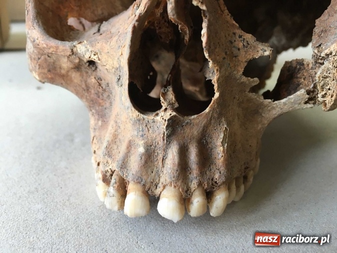 Zdjęcie w galerii na portalu naszraciborz.pl: Czesi pobiorą próbki do analiz DNA z domniemanych szczątków ostatniego raciborskiego Przemyślidy wiadomości z regionu