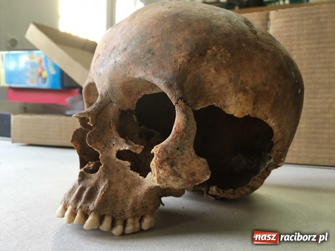Zdjęcie w galerii na portalu naszraciborz.pl: Czesi pobiorą próbki do analiz DNA z domniemanych szczątków ostatniego raciborskiego Przemyślidy wiadomości z regionu