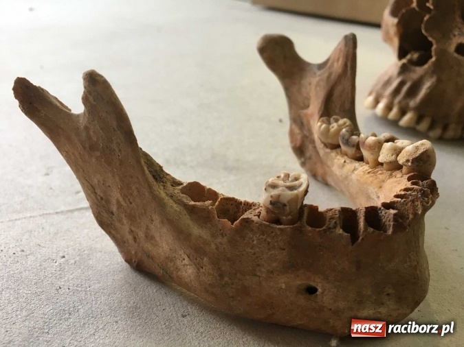 Zdjęcie w galerii na portalu naszraciborz.pl: Czesi pobiorą próbki do analiz DNA z domniemanych szczątków ostatniego raciborskiego Przemyślidy wiadomości z regionu
