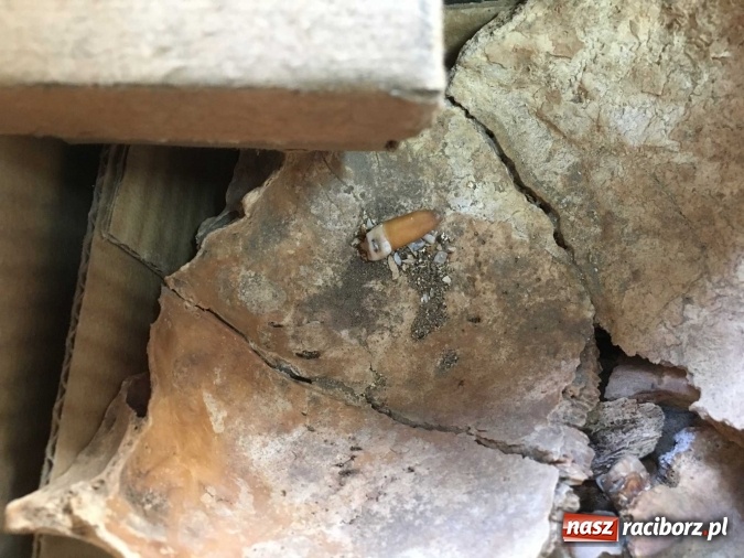 Zdjęcie w galerii na portalu naszraciborz.pl: Czesi pobiorą próbki do analiz DNA z domniemanych szczątków ostatniego raciborskiego Przemyślidy wiadomości z regionu