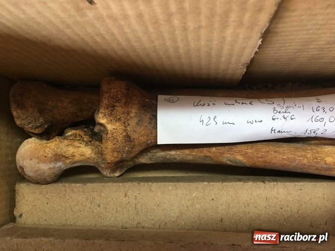 Zdjęcie w galerii na portalu naszraciborz.pl: Czesi pobiorą próbki do analiz DNA z domniemanych szczątków ostatniego raciborskiego Przemyślidy wiadomości z regionu