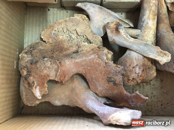 Zdjęcie w galerii na portalu naszraciborz.pl: Czesi pobiorą próbki do analiz DNA z domniemanych szczątków ostatniego raciborskiego Przemyślidy wiadomości z regionu