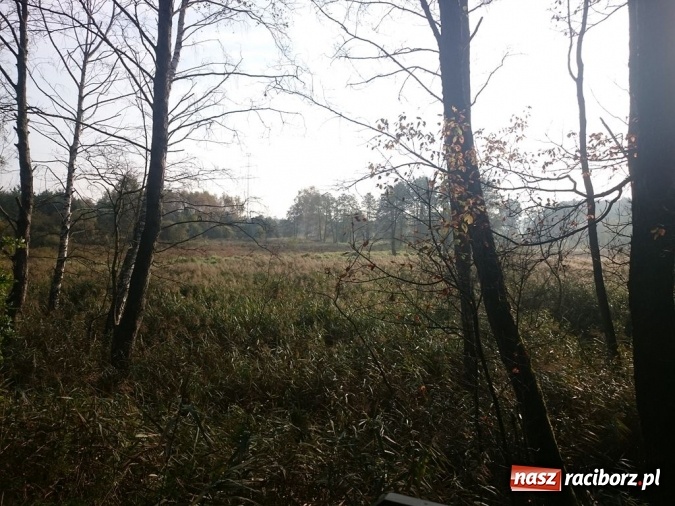 Zdjęcie w galerii na portalu naszraciborz.pl: Radosław Kubisz tegorocznym najlepszym grzybiarzem ziemi raciborskiej wiadomości z regionu