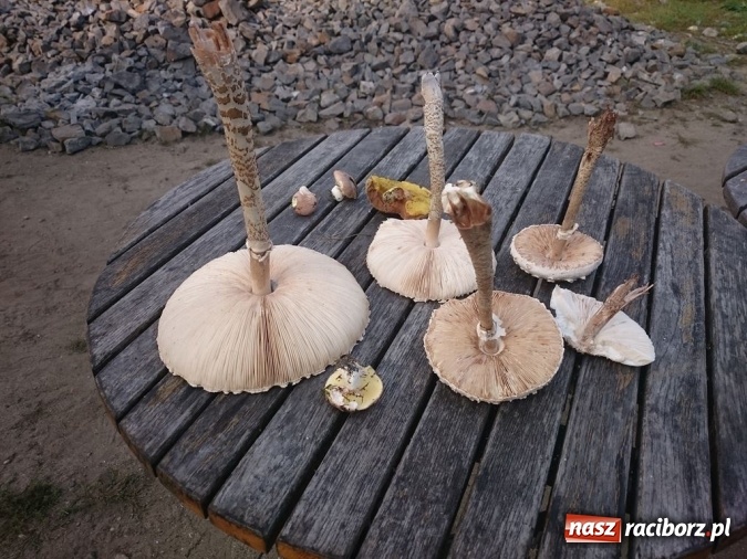 Zdjęcie w galerii na portalu naszraciborz.pl: Radosław Kubisz tegorocznym najlepszym grzybiarzem ziemi raciborskiej wiadomości z regionu