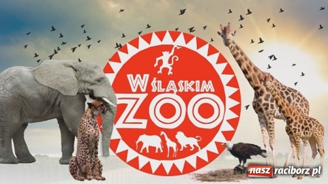 Zdjęcie w galerii na portalu naszraciborz.pl: Śląskie ZOO we własnym serialu telewizyjnym zdradza swoje tajemnice!  wiadomości z regionu