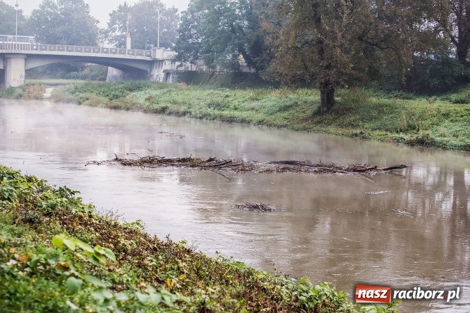Zdjęcie w galerii na portalu naszraciborz.pl: Odra w Miedoni blisko trzy metry w g&oacute;rę po opadach. Przekroczyła stan ostrzegawczy wiadomości z regionu