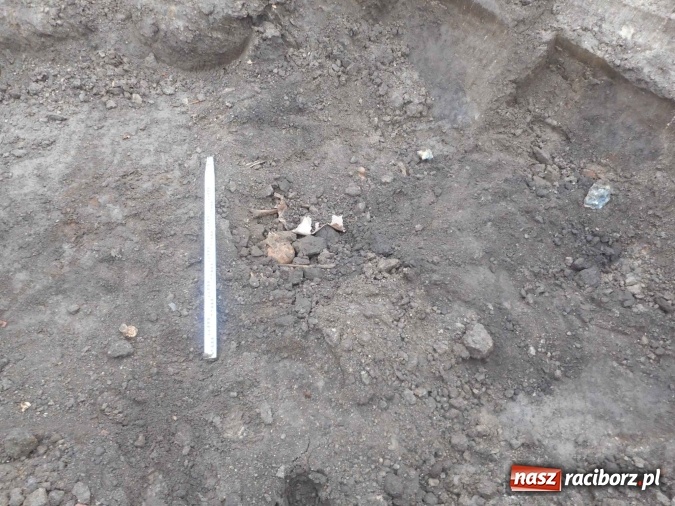 Zdjęcie w galerii na portalu naszraciborz.pl: Przy ulicy Kościuszki odkopano ludzkie szczątki  wiadomości z regionu