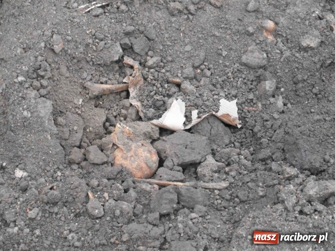 Zdjęcie w galerii na portalu naszraciborz.pl: Przy ulicy Kościuszki odkopano ludzkie szczątki  wiadomości z regionu