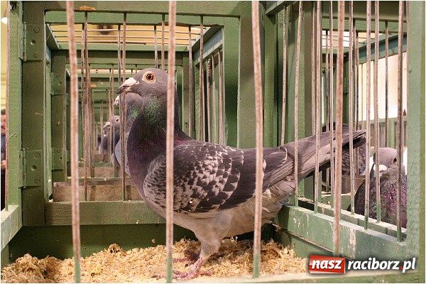 Zdjęcie w galerii na portalu naszraciborz.pl: Pocztowe championy na Płoni wiadomości z regionu