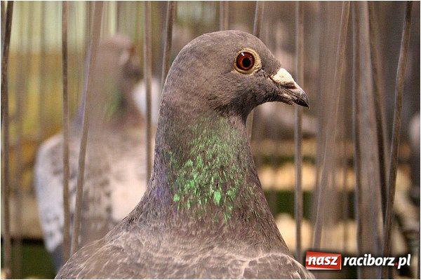 Zdjęcie w galerii na portalu naszraciborz.pl: Pocztowe championy na Płoni wiadomości z regionu