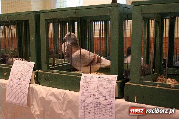 Zdjęcie w galerii na portalu naszraciborz.pl: Pocztowe championy na Płoni wiadomości z regionu