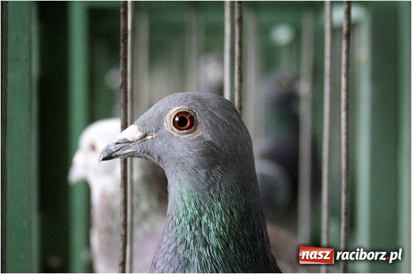 Zdjęcie w galerii na portalu naszraciborz.pl: Pocztowe championy na Płoni wiadomości z regionu