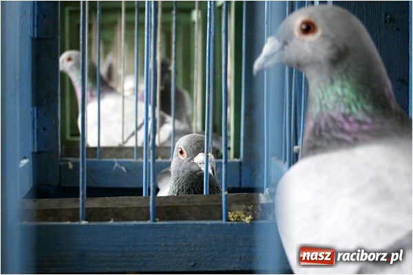 Zdjęcie w galerii na portalu naszraciborz.pl: Pocztowe championy na Płoni wiadomości z regionu