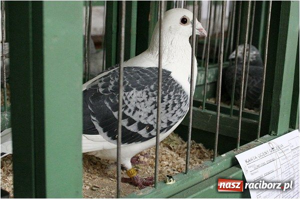 Zdjęcie w galerii na portalu naszraciborz.pl: Pocztowe championy na Płoni wiadomości z regionu