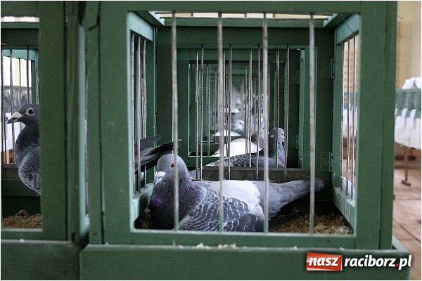 Zdjęcie w galerii na portalu naszraciborz.pl: Pocztowe championy na Płoni wiadomości z regionu