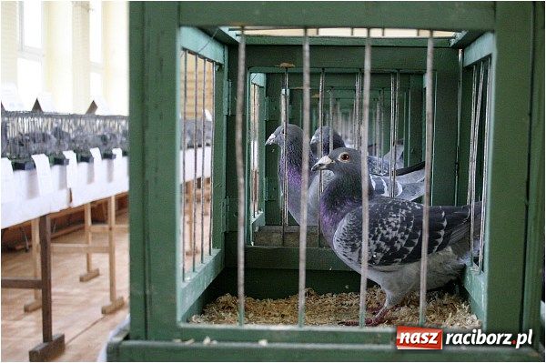 Zdjęcie w galerii na portalu naszraciborz.pl: Pocztowe championy na Płoni wiadomości z regionu