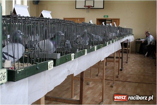 Zdjęcie w galerii na portalu naszraciborz.pl: Pocztowe championy na Płoni wiadomości z regionu