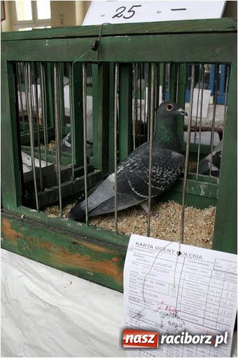 Zdjęcie w galerii na portalu naszraciborz.pl: Pocztowe championy na Płoni wiadomości z regionu