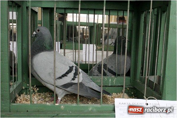 Zdjęcie w galerii na portalu naszraciborz.pl: Pocztowe championy na Płoni wiadomości z regionu