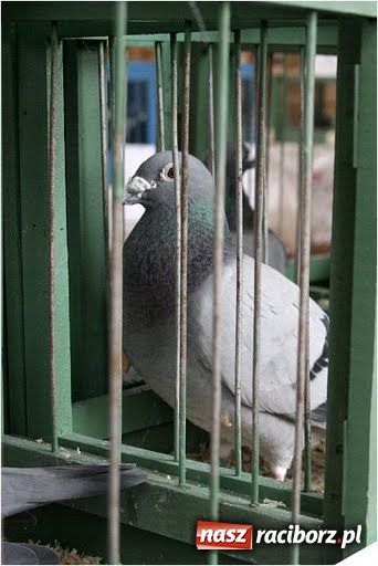 Zdjęcie w galerii na portalu naszraciborz.pl: Pocztowe championy na Płoni wiadomości z regionu