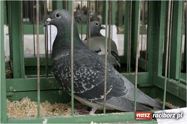 Zdjęcie w galerii na portalu naszraciborz.pl: Pocztowe championy na Płoni wiadomości z regionu