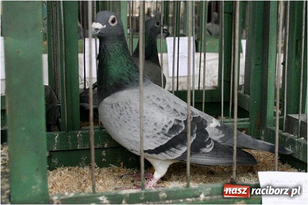 Zdjęcie w galerii na portalu naszraciborz.pl: Pocztowe championy na Płoni wiadomości z regionu