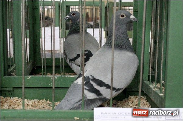 Zdjęcie w galerii na portalu naszraciborz.pl: Pocztowe championy na Płoni wiadomości z regionu