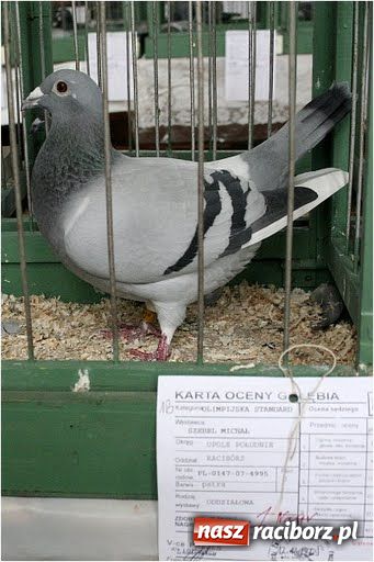 Zdjęcie w galerii na portalu naszraciborz.pl: Pocztowe championy na Płoni wiadomości z regionu