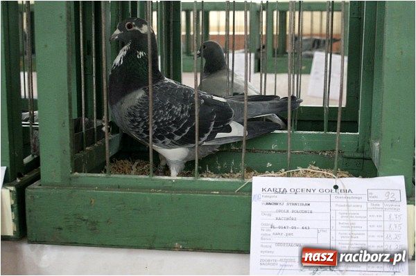 Zdjęcie w galerii na portalu naszraciborz.pl: Pocztowe championy na Płoni wiadomości z regionu