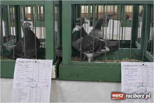 Zdjęcie w galerii na portalu naszraciborz.pl: Pocztowe championy na Płoni wiadomości z regionu