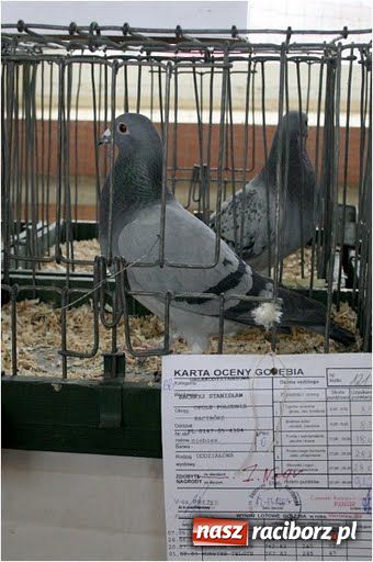 Zdjęcie w galerii na portalu naszraciborz.pl: Pocztowe championy na Płoni wiadomości z regionu