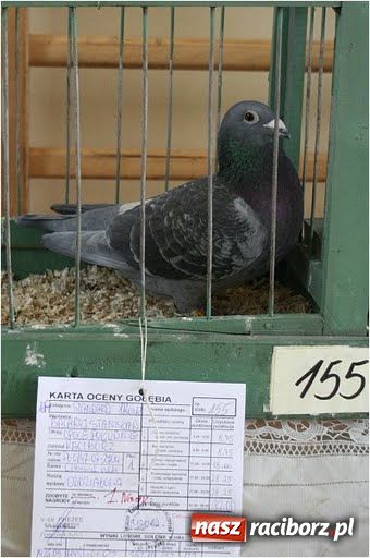 Zdjęcie w galerii na portalu naszraciborz.pl: Pocztowe championy na Płoni wiadomości z regionu