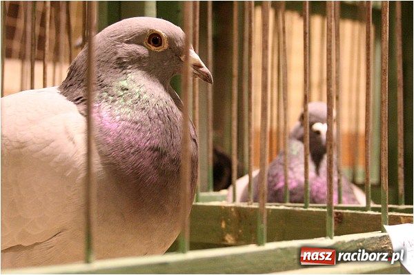 Zdjęcie w galerii na portalu naszraciborz.pl: Pocztowe championy na Płoni wiadomości z regionu