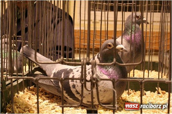 Zdjęcie w galerii na portalu naszraciborz.pl: Pocztowe championy na Płoni wiadomości z regionu