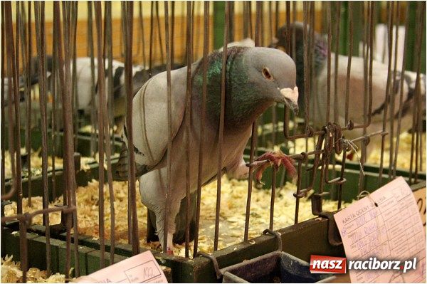 Zdjęcie w galerii na portalu naszraciborz.pl: Pocztowe championy na Płoni wiadomości z regionu