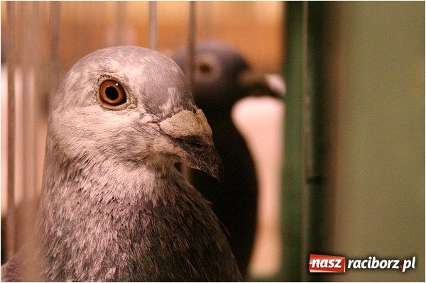 Zdjęcie w galerii na portalu naszraciborz.pl: Pocztowe championy na Płoni wiadomości z regionu