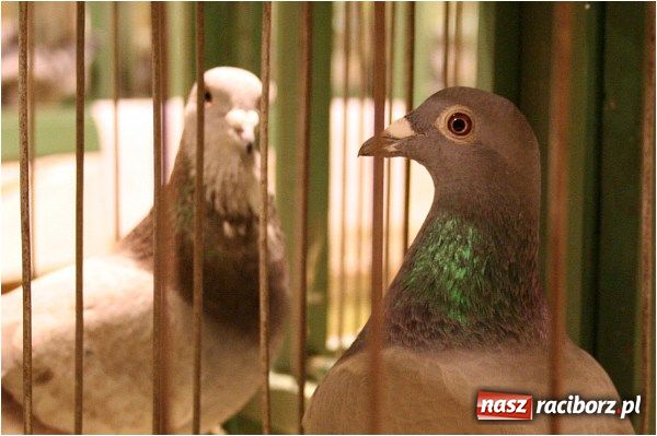 Zdjęcie w galerii na portalu naszraciborz.pl: Pocztowe championy na Płoni wiadomości z regionu