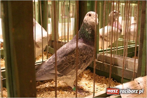 Zdjęcie w galerii na portalu naszraciborz.pl: Pocztowe championy na Płoni wiadomości z regionu