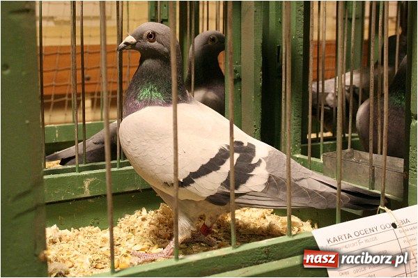 Zdjęcie w galerii na portalu naszraciborz.pl: Pocztowe championy na Płoni wiadomości z regionu